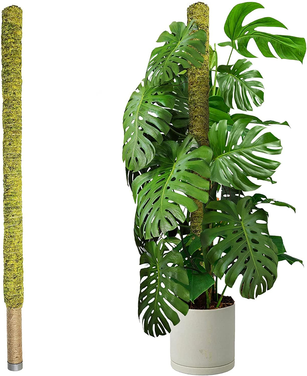 Duspro, Duspro 59 Inches Large Moss Pole for Plants Monstera, Tall Indoor Plant Stake Support for Big Climbing Pothos Long Handmade Forest Moss Totem/Giant Trellis (Extra Large Size)