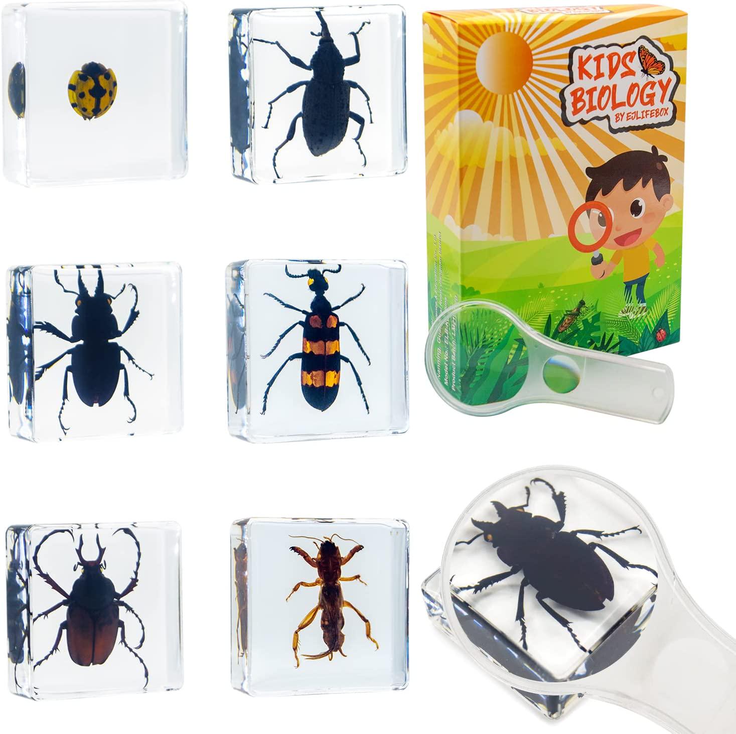 ELifeBox, ELifeBox 6 PCS Acrylic Bugs Specimens Kit, Science Education Toy for Kids