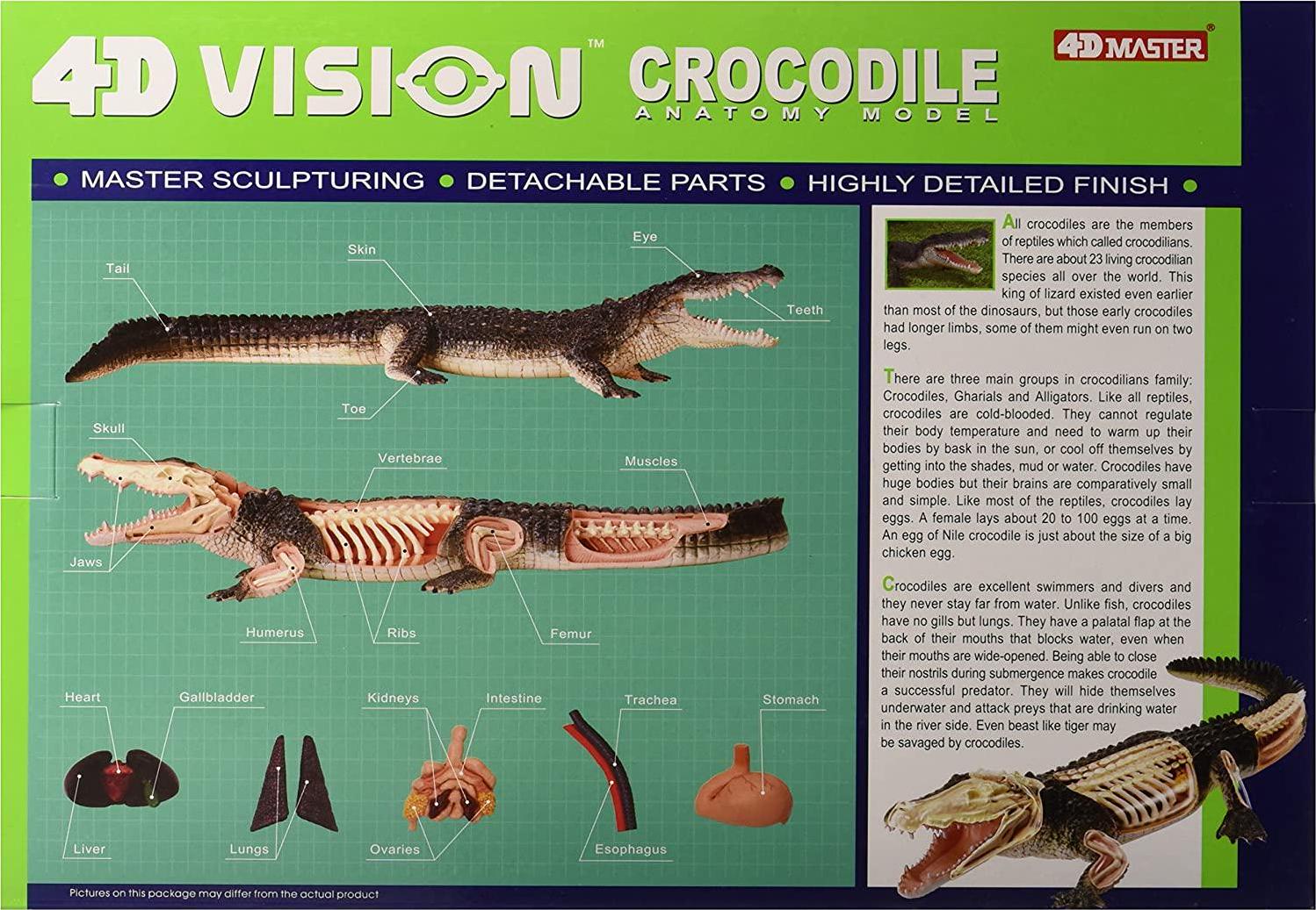 Fame Master, Famemaster 4D Vision Crocodile Anatomy Model