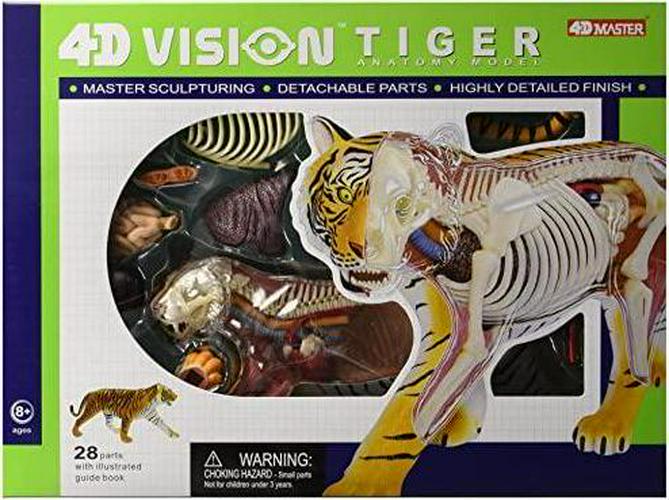 Fame Master, Famemaster 4D Vision Tiger Anatomy Model