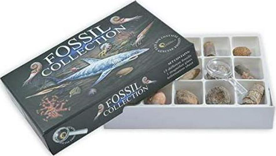 Fossil Gift Shop, Fossil Collection Kit - Contains 15 Genuine Fossils! (Pack of 1)