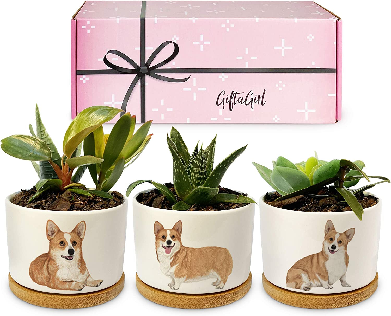 GIFTAGIRL, GIFTAGIRL 60Th Birthday Gifts for Women - Keepsake 60Th Birthday Gift Idea, like Our Pretty Pots Are for 60 Year Old Women or 60Th Birthday Decor and Arrive Beautifully Gift Boxed